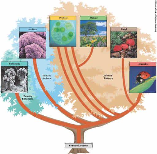 Classification of Organisms Three domains: Archaea Eubacteria Eukarya,