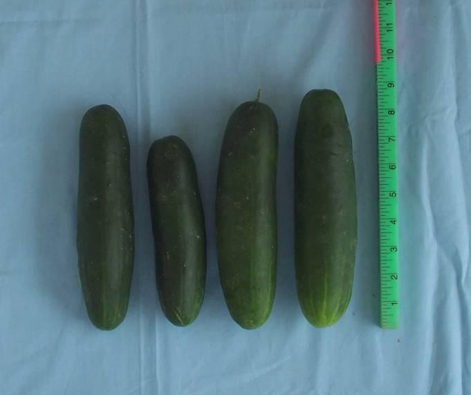 Photos of Varieties in the 2009 Slicing Cucumber Variety Trial* Cobra 27,447 lbs/a (16) 37,129 fruit/a (16) 8.13 inches 7.
