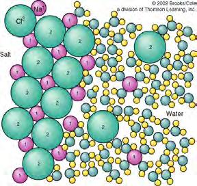Water: a powerful solvent Water is a polarized molecule (+ and -