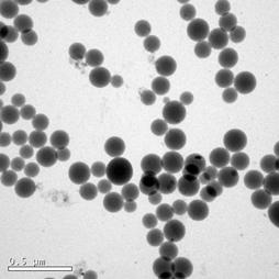 This may be due to the high contrast of the sample in TEM. Thus, it is impossible to distinguish magnetic nanoparticles inside the nanobeads.