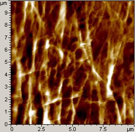 Topography Amplitude Phase Image courtesy of Nanotechnology Center of