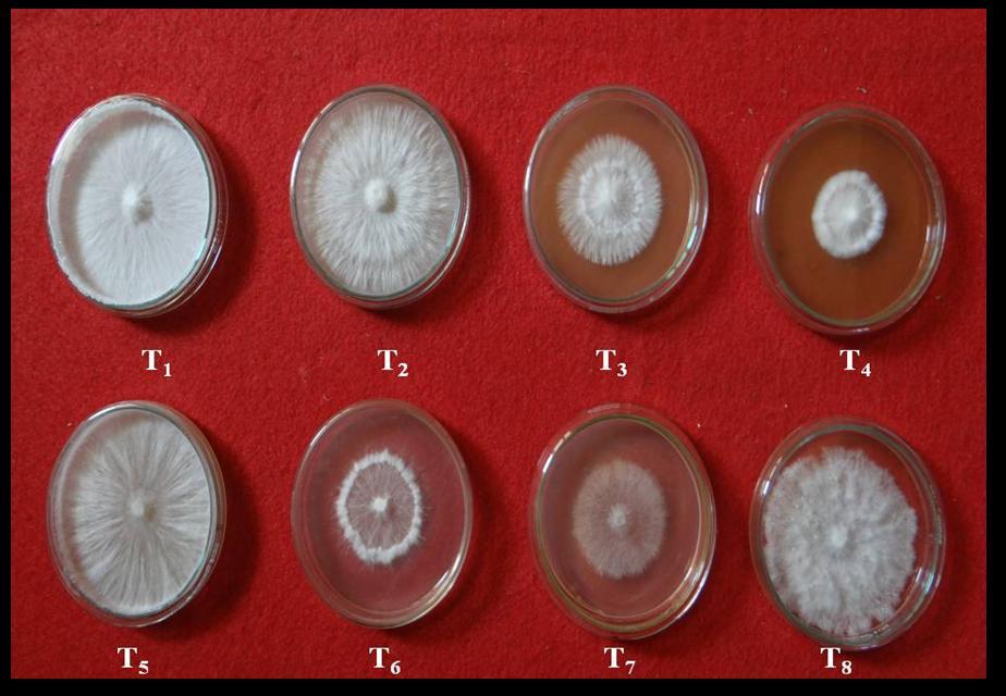 Table.5 Cultural chararacters (dry mycelia weight, no. of sclerotia/flask, colour of sclerotia) of S. rolfsii on different liquid media S.No Name of the broth Dry mycelia No.
