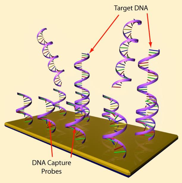 org Image source: Wikipedia: Gene Expression Profiling