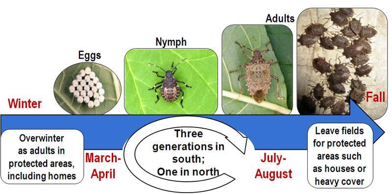Lifecycle Lifecycle Adults emerge in late April/early May and will mate and lay