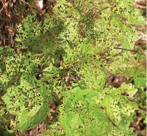 americana (American cranberrybush viburnum) V. propinquum (Chinese viburnum) V. rafinesquianum (Rafinesque viburnum) Highly Resistant V.