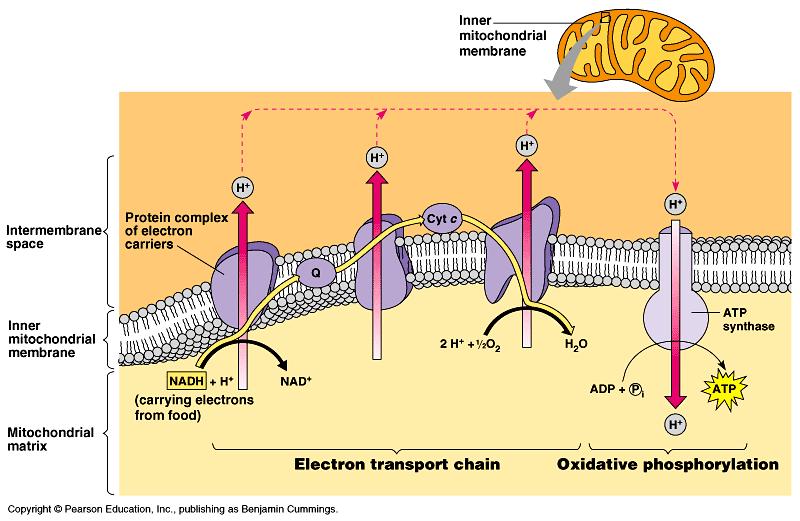 from one electron carrier to next in mitochondrial membrane (ET) flowing electrons