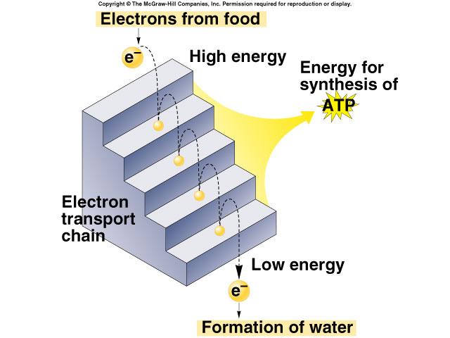 downhill Electrons move in steps from carrier to carrier downhill to oxygen u each