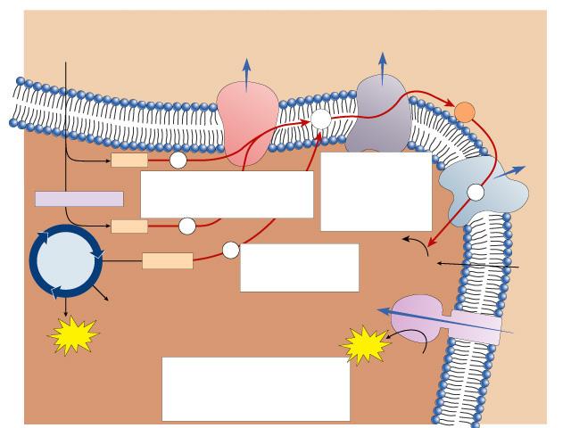 Pyruvate from cytoplasm Inner mitochondrial membrane Q Intermembrane space Electron transport system 1. Electrons are harvested Acetyl-oA and carried to the transport system.