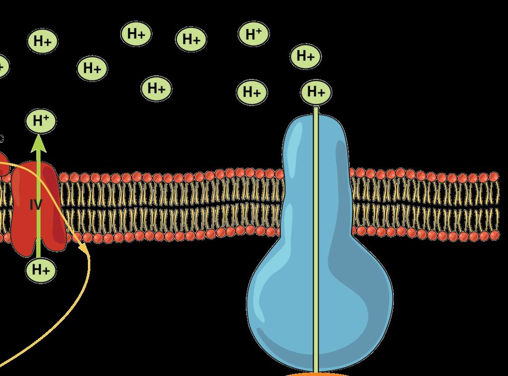 The electron transport chain looks just like it does during the light-dependent reaction, but in reverse: NADH and FADH 2 load