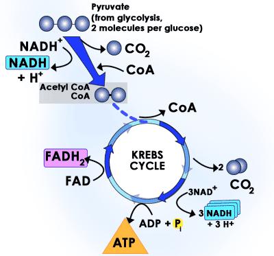 CTQ #1 Based on the model of the Krebs Cycle to the right, which of the following scientific questions best addresses the transfer of energy during cellular respiration? (LO 2.4) a.