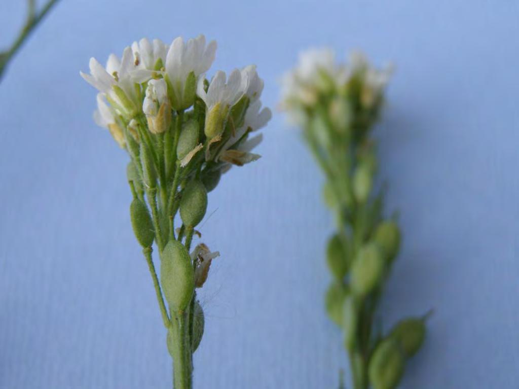 flower-4 petaled-split Round beaked pods,