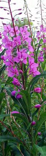 Native look-a-like Fireweed (Epilobium angustifolium) Purple
