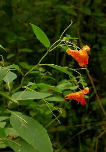 Spotted Jewelweed (Impatiens