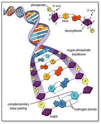 Each DNA molecule is made up of two long chains arranged in a double helix Each link of a chain