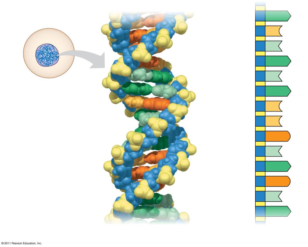 DNA Nucleus Cell Nucleotide A C T A T A C C G T A