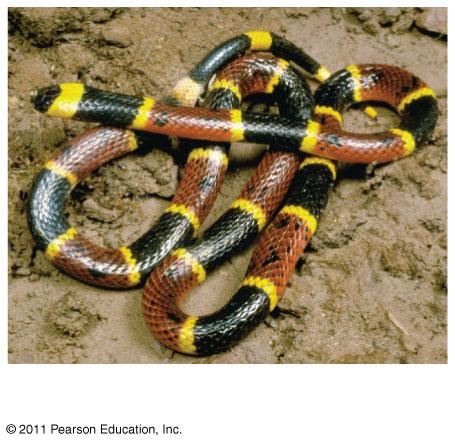 This hypothesis was tested with the venomous eastern coral snake and its mimic the nonvenomous