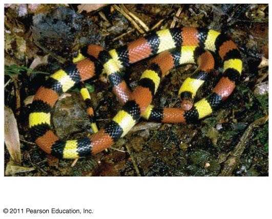 without venomous coral snakes If predators inherit an avoidance of the coral snake s coloration,