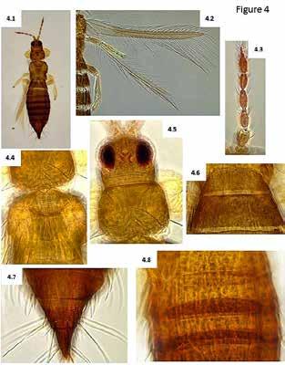 BOLETIN DEL MUSEO ENTOMOLÓGICO FRANCISCO LUÍS GALLEGO Figure 4. Thrips fulvipes Bagnall, 1923. Some of the diagnostic characters. 4.1 habitus, 4.2 wings, 4.3 antennae, 4.4 thorax, 4.
