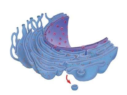 18. The endoplasmic reticulum (ER) makes up more than half the total membrane system in many eukaryotic cells.