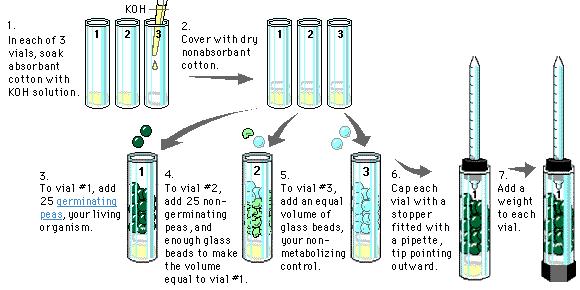 Lab 5: Cell Respiration Concepts u Cell respiration u Experimental design Control vs.