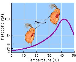 Lab 10: Circulatory Physiology Concepts Thermoregulation Endotherm Ectotherm Q 10 u Measures