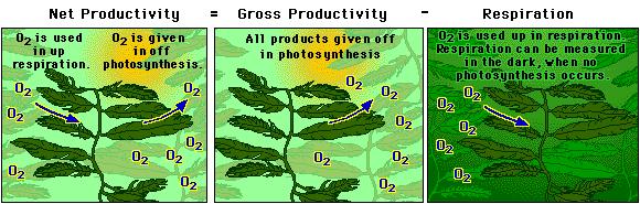 Lab 12: Dissolved Oxygen Concepts u Dissolved O 2 u Primary productivity measured in 3 ways: w amount of CO 2 used w