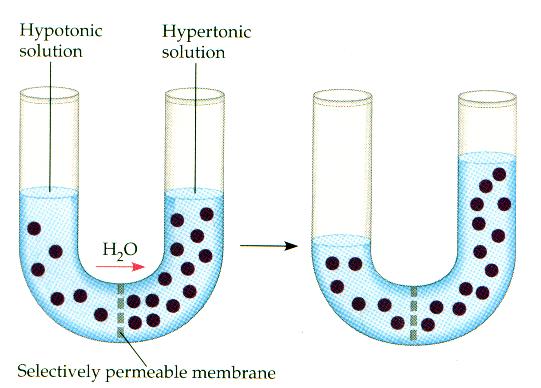 Lab 1: Diffusion & Osmosis Concepts u Semi-permeable membrane u