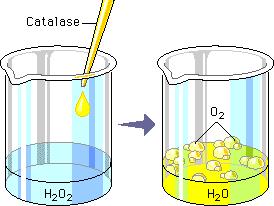 O 2 H 2 O + O 2 u Measured rate of hydrogen