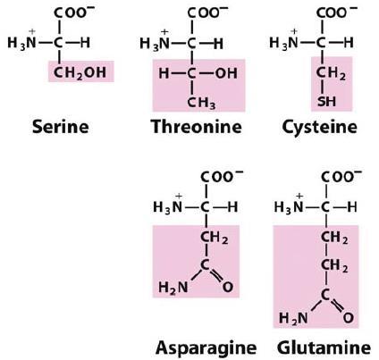 Polar, uncharged amino acids - More soluble in water and hydrophilic - Polarity due to: o Hydroxyl groups of serine and threonine o Sulfhydryl group of