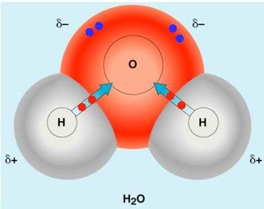The O atom pulls on the shared in each H causing a partial (+) charge on each H atom and partial ( ) charge on the O atom Why is O pulling the
