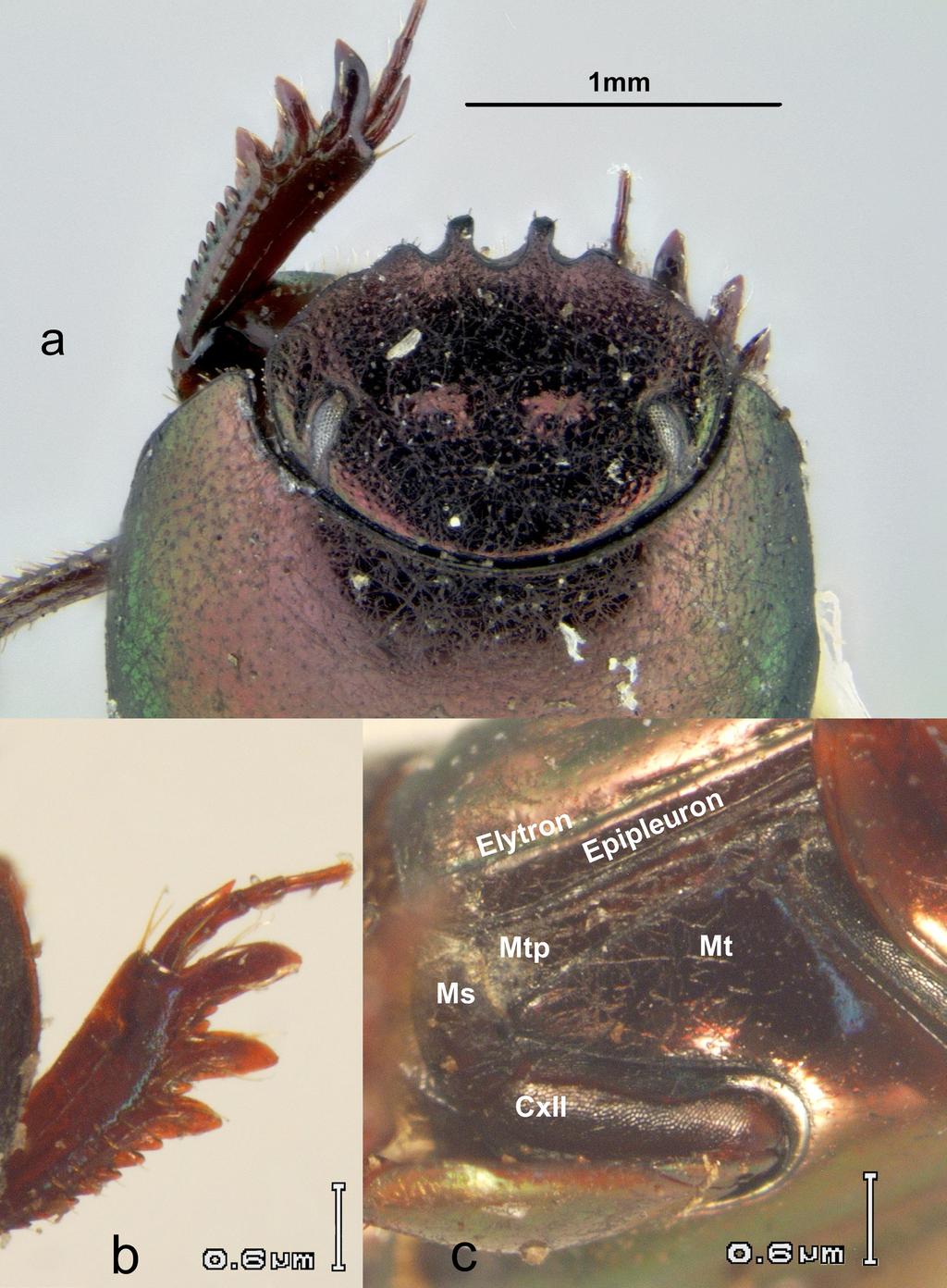 8 Insecta Mundi 0659, September 2018 Cano Figure 4. Anomiopus cirulito, n. sp. a) Head, pronotum and left tibia.