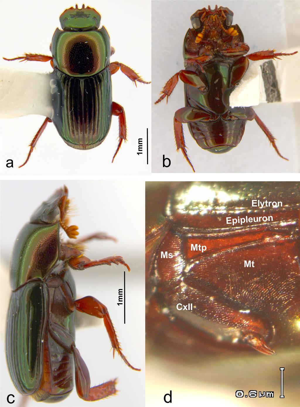 6 Insecta Mundi 0659, September 2018 Cano Figure 2. Anomiopus panamensis. a) Dorsal habitus. b) Ventral habitus.