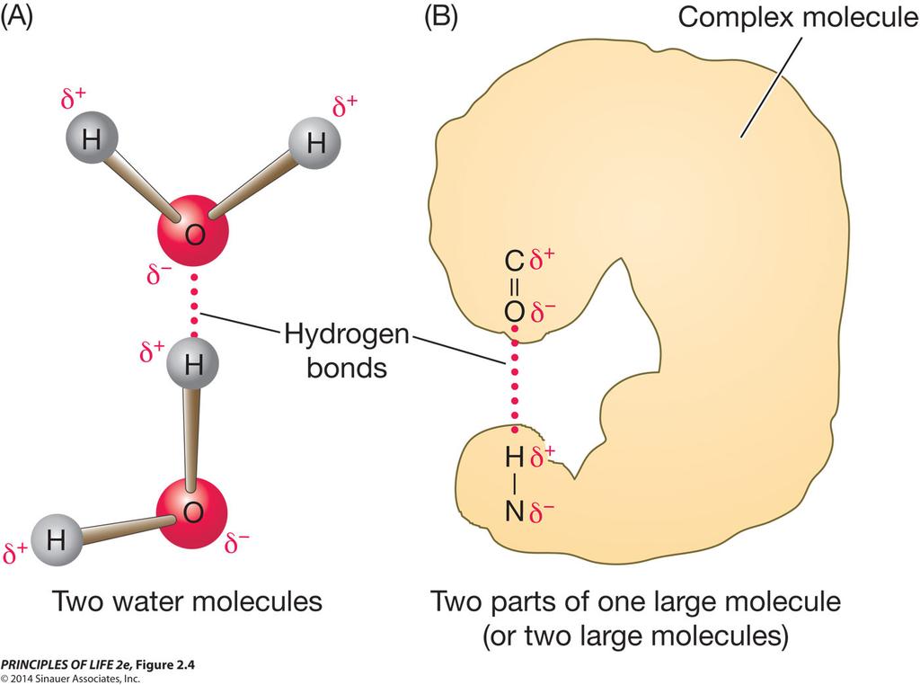 Concept 2.2 Atoms Interact and Form Molecules Hydrogen bonds: Attraction between the δ end of one molecule and the δ + hydrogen end of another molecule.