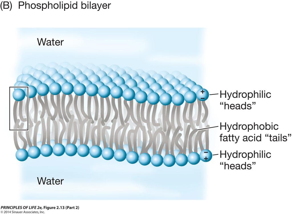 Concept 2.4 Lipids Are Hydrophobic Molecules In an aqueous environment, phospholipids form a bilayer.