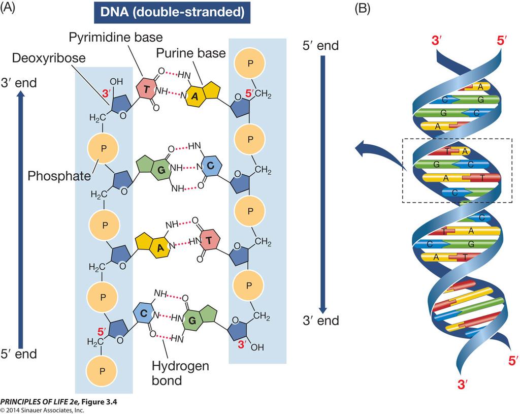 Figure 3.4 DNA Concept 3.