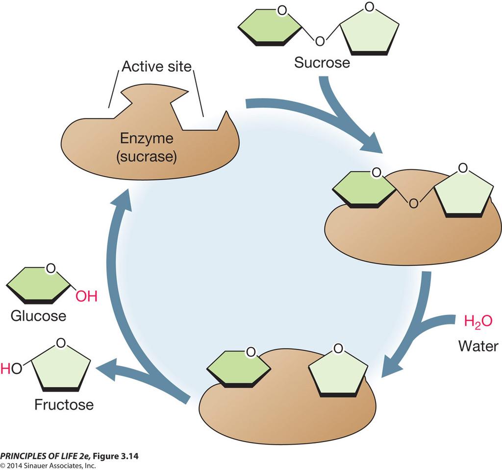 Figure 3.14 Enzyme Action Concept 3.