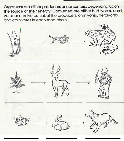 a herbivore d. a carnivore 30. At the very end of the food chain is the: a. carnivores b. producers c. decomposer 31.