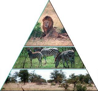 b. Carnivores are at the base because they are bigger and stronger. 40. At the top of the pyramid are: c. carnivores d. herbivores e. all consumers 36.