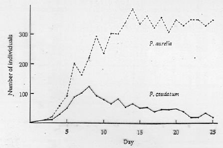 .. Paramecium aurelia When Gause grew both species in the same test tube, however.