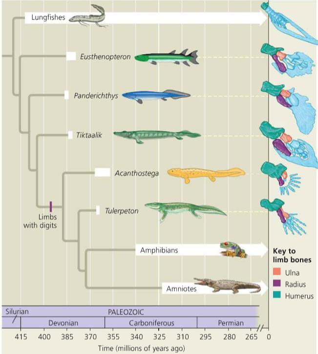 Compare limb/fin structure of existing related species of fish to tetrapods Figure out the age of rock where the transition from fin to limb