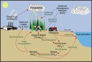 Carbon Cycle,