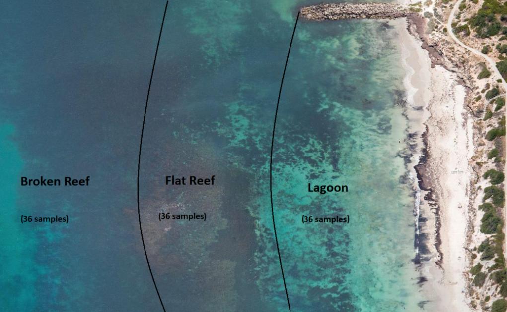 seagrass patches. The flat reef (50-100m offshore) is roughly 3 metres in depth, consisting of a mix of sandy and rocky limestone bottom and containing a large array of primary producers.