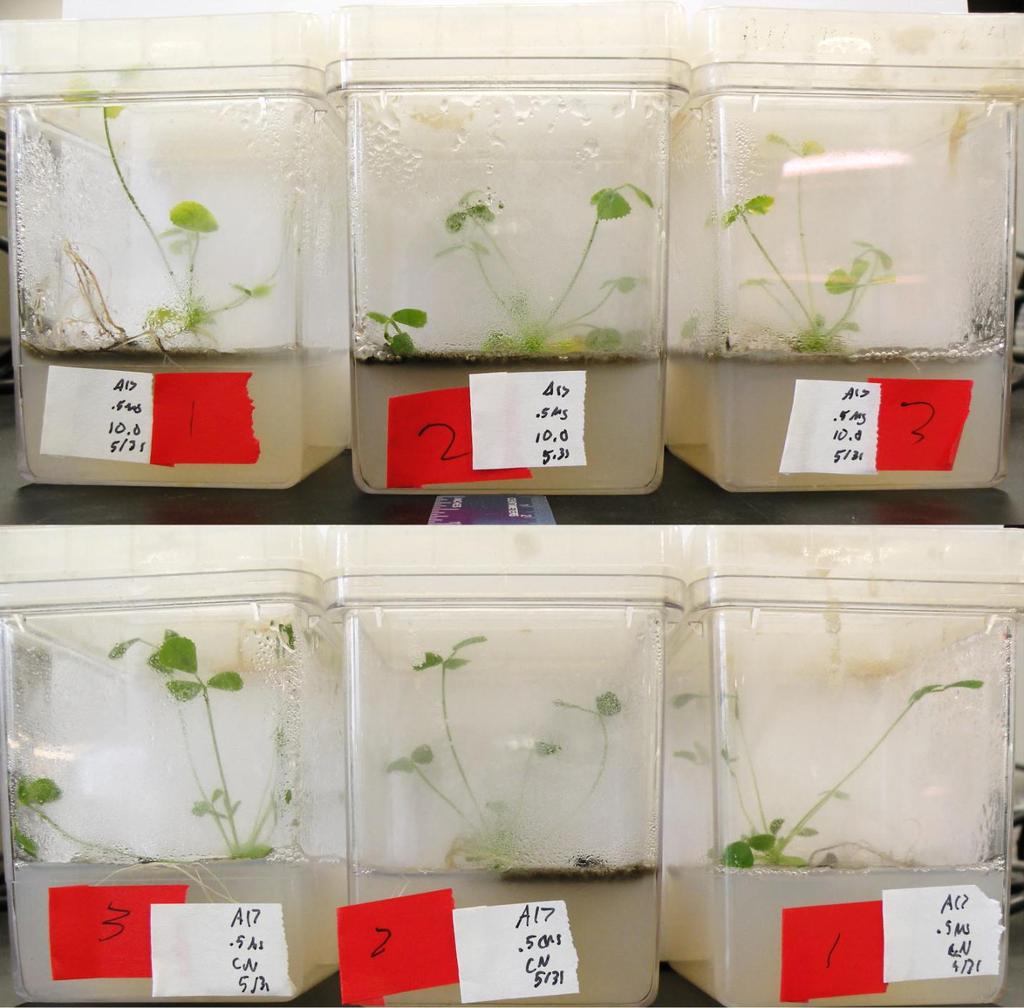 Figure 4: Plants treated with 10 µm ABA showing more rapid disease progression 96 hours after inoculation. Top panel, plants inoculated with M. phaseolina and grown on media containing 10 µm ABA.