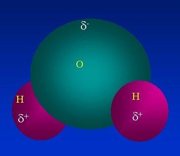 Water is a POLAR molecule the bonds that hold the hydrogen and oxygen atoms together are POLAR COVALENT BONDS this means that the electrons that make up the