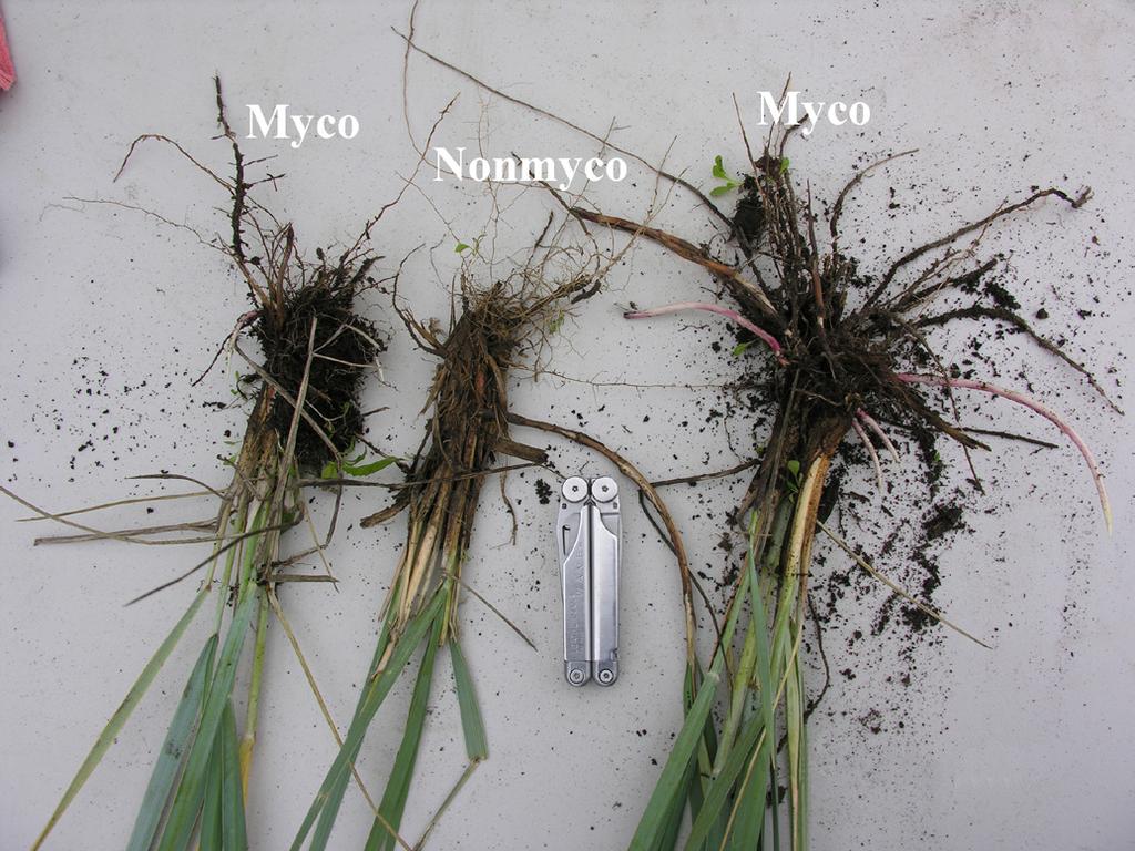 Reeve beach wildrye plants inoculated with mycorrhizal fungi showed more vigorous growth than those not inoculated with mycorrhizal fungi.