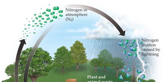 Nitrogen Fixation and Nitrogenase Nitrogen gas cannot be