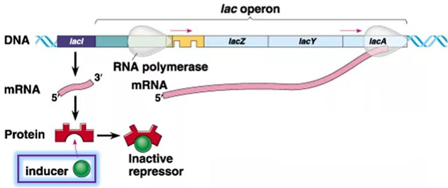 Prokaryotic genes are organized into operons, or sequences of genes and the genes of their transcriptional repressors. Ex: The lac operon encodes laci and lacz.