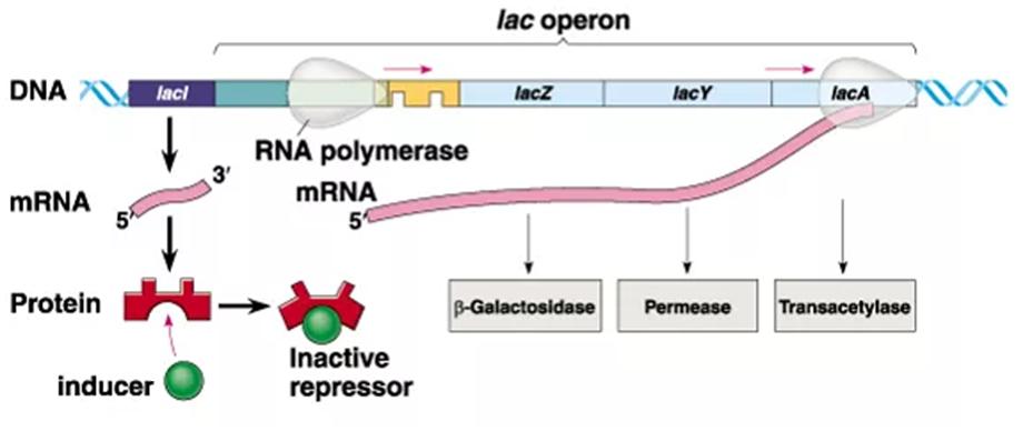 laci encodes the transcriptional