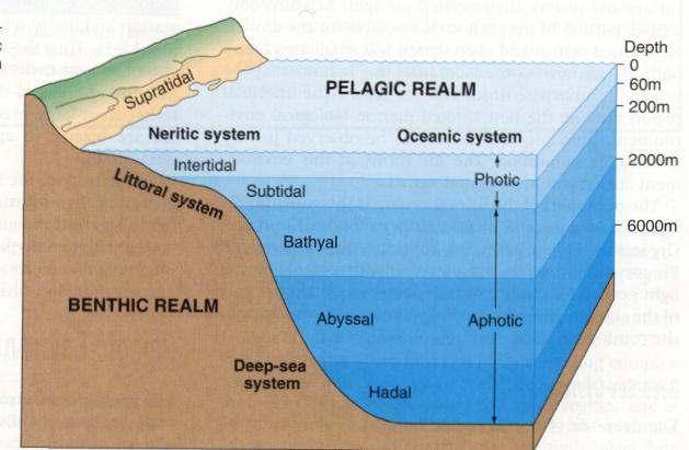 Another way oceans are divided into zones is in the
