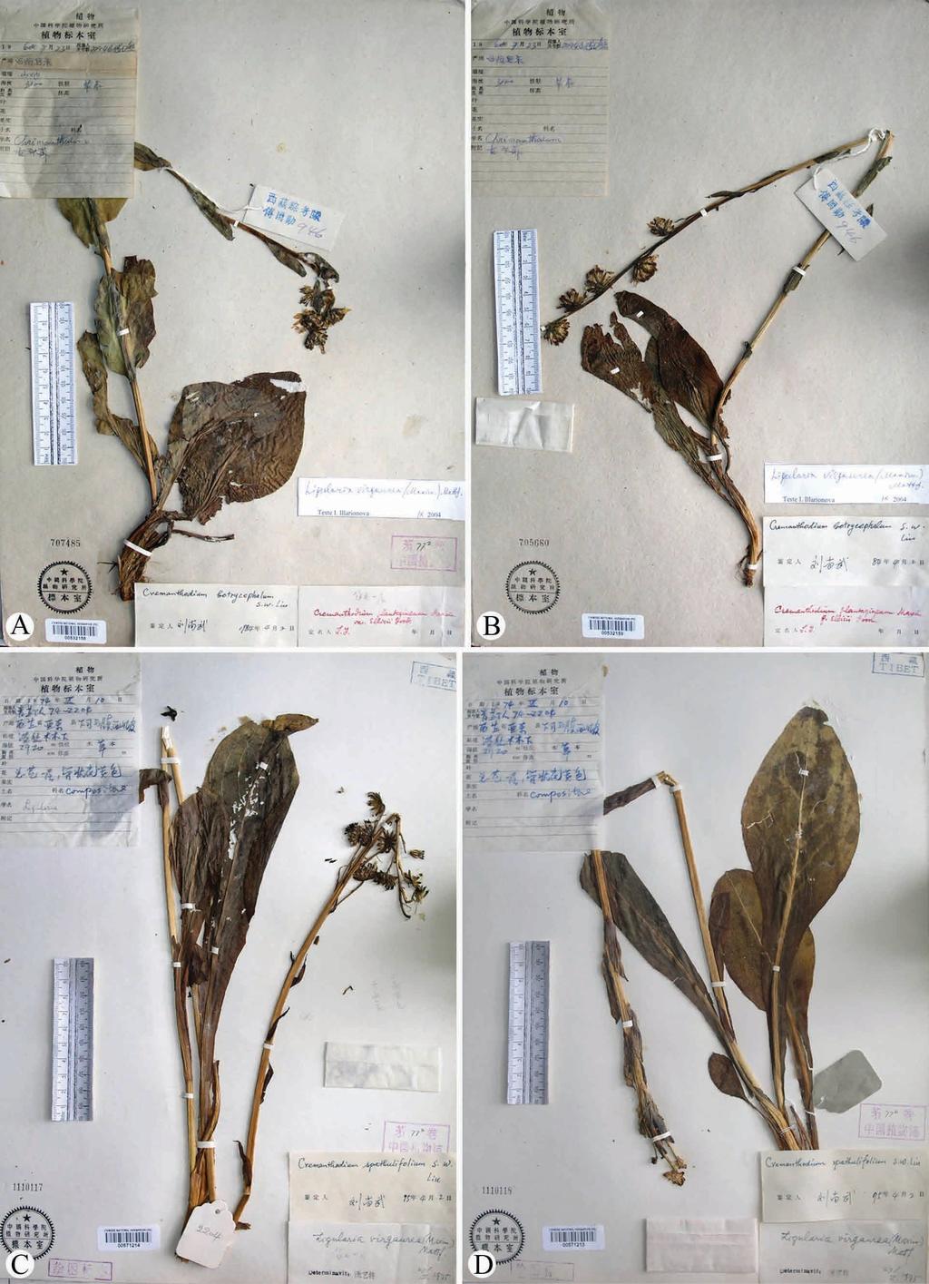 FIGURE 1. Specimens of Ligularia lagotis. A. China, Xizang, Yadong, K.X. Fu 946 (PE, holotype of Cremanthodium botryocephalum). B. K.X. Fu 946 (PE, isotype of C. botryocephalum). C. Same locality, Qinghai-Xizang Exped.